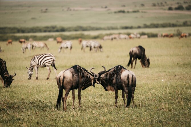 4-Day Maasai Mara and Lake Nakuru Safari from Nairobi - Day 4: A final Lake Nakuru drive and return to Nairobi