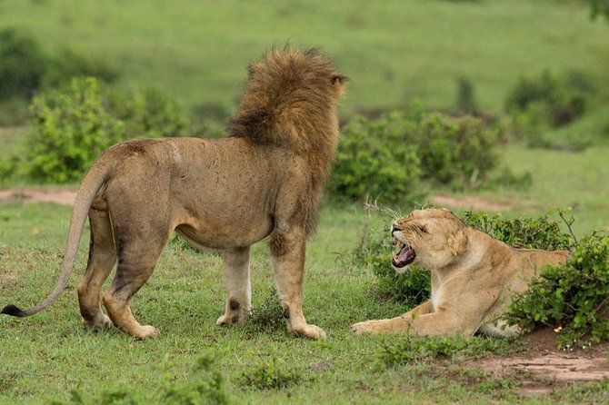4-Day Maasai Mara and Lake Nakuru Safari from Nairobi - What the $1,743.25 price includes