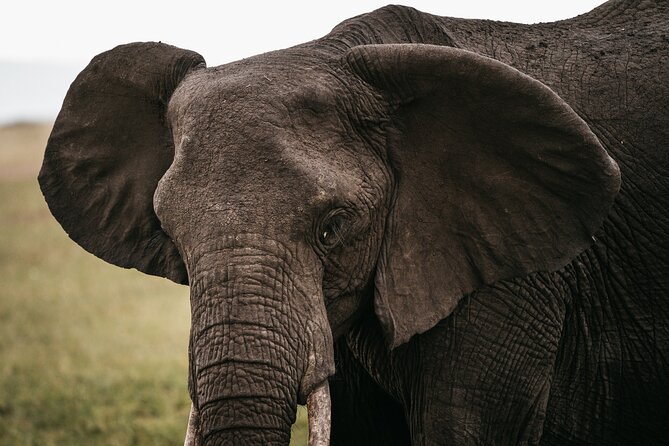 4-Day Maasai Mara and Lake Nakuru Safari from Nairobi - Who should book this safari