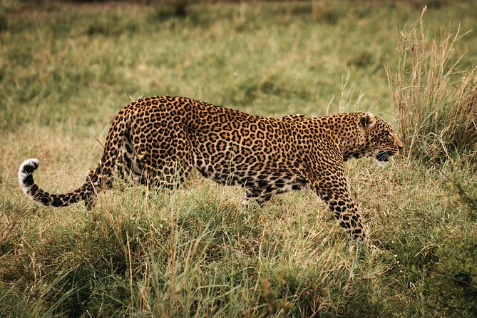 4-Day Maasai Mara and Lake Nakuru Safari from Nairobi - Day 1: Nairobi, the Rift Valley, and your first Mara drive