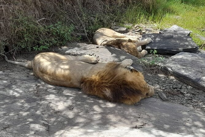 4-Day Masai Mara and Lake Nakuru Jeep Safari - Lake Nakuru’s rhinos, flamingos, and smaller scale