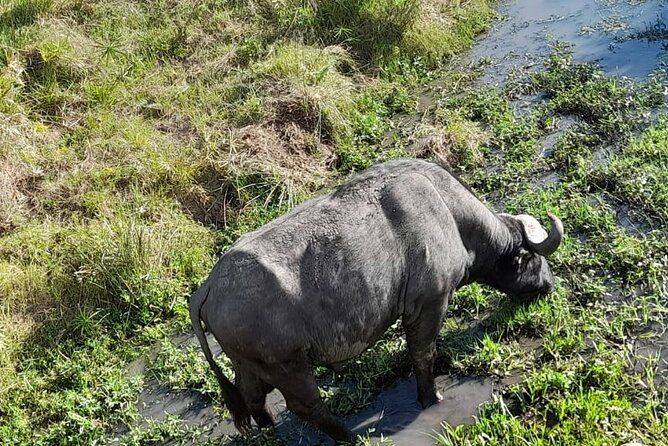 4-Day Masai Mara and Lake Nakuru Jeep Safari - Who should book this four-day safari?