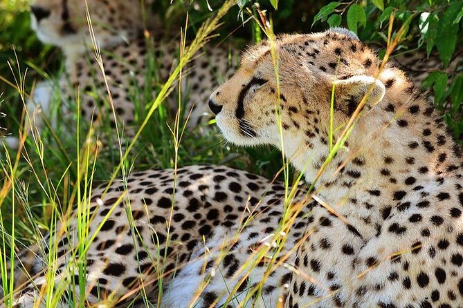 4-Day Masai Mara and Lake Nakuru Jeep Safari - Moving from Maasai Mara to Lake Nakuru