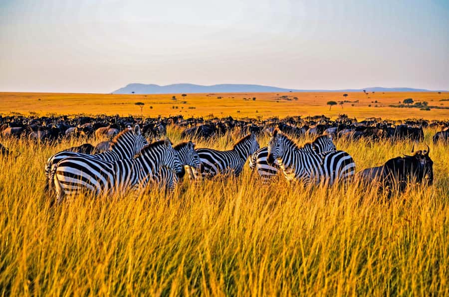 4-Day Masai Mara and Lake Nakuru Safari - Key points at a glance