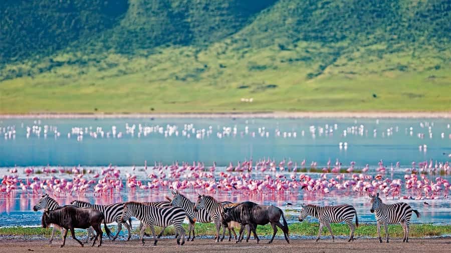 4-Day Masai Mara and Lake Nakuru Safari - Why this four-day Kenya safari works