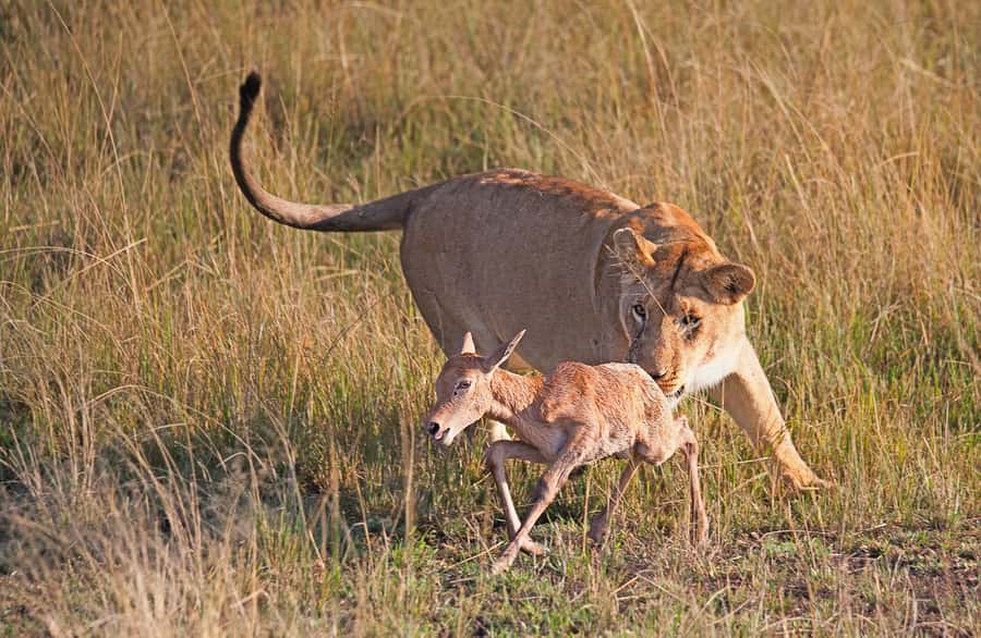 4-Day Masai Mara and Lake Nakuru Safari - Day 2: A full day among Mara lions and migrating herds