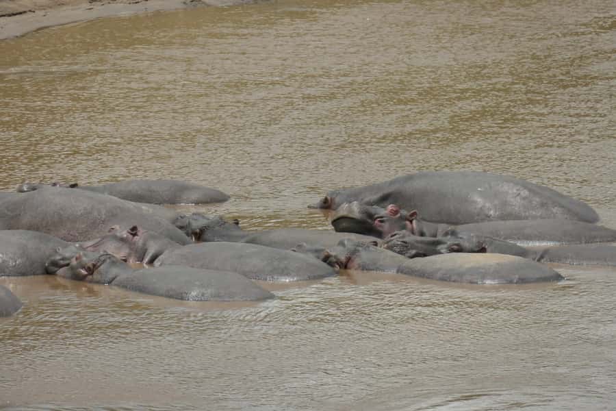 4-Day Masai Mara and Lake Nakuru Safari - Lodges, meals, and what is included
