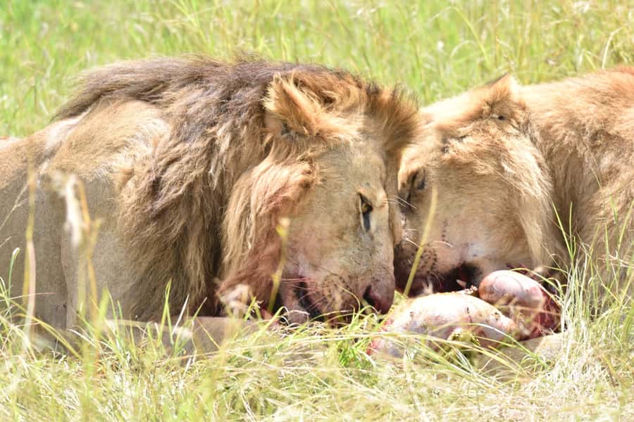 4-Day Masai Mara and Lake Nakuru Safari - How to judge the $1,313 price