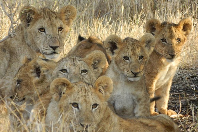 4-Day Masai Mara and Lake Nakuru safari from Nairobi. - Leaving Nairobi for the Rift Valley
