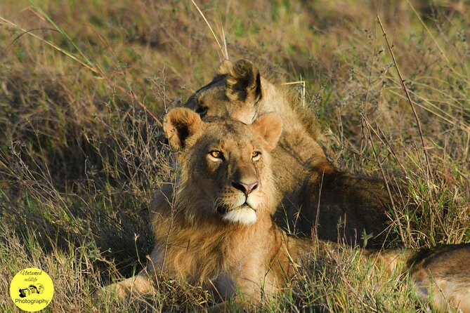 4-Day Masai Mara and Lake Nakuru safari from Nairobi. - Why guide Peter can make a difference