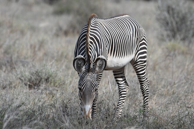 4-Day Masai Mara and Lake Nakuru safari from Nairobi. - Food, rooms, transport, and daily comfort