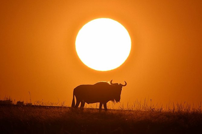 4-Day Masai Mara and Lake Nakuru Safari Tour from Nairobi - Day 1: From Nairobi through the Rift Valley to Masai Mara