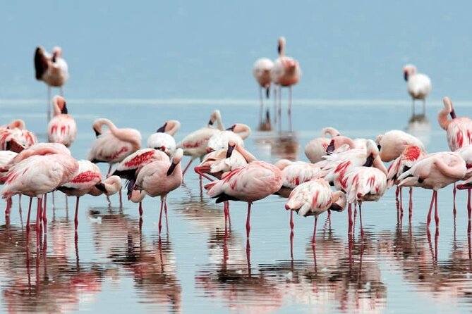 4-Day Masai Mara and Lake Nakuru Safari Tour from Nairobi - Day 3: The long road to Lake Nakuru