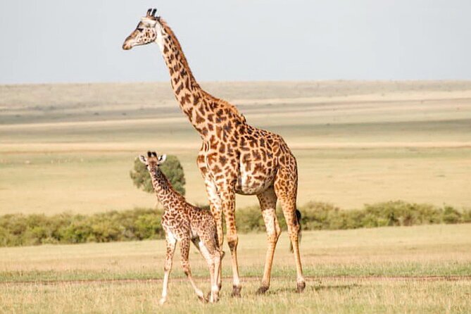 4-Day Masai Mara and Lake Nakuru Safari Tour from Nairobi - Day 4: Early wildlife at Nakuru and the return to Nairobi