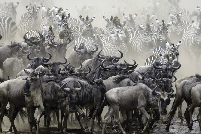 4-Day Masai Mara and Lake Nakuru Safari Tour from Nairobi - Booking advice and final verdict