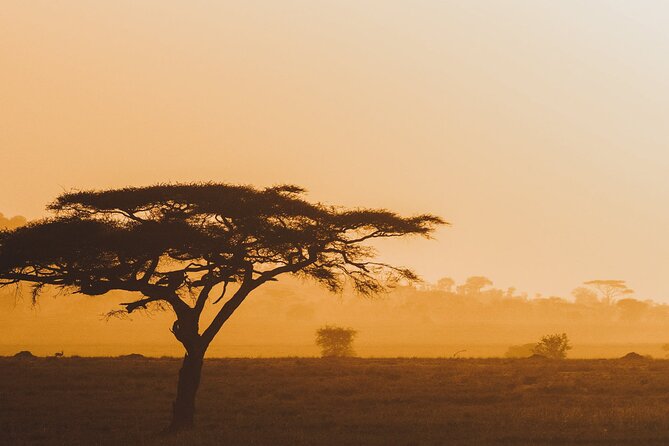 4-Day Masai Mara and Lake Nakuru Safari Tour from Nairobi - Day 2: A full day in the Masai Mara