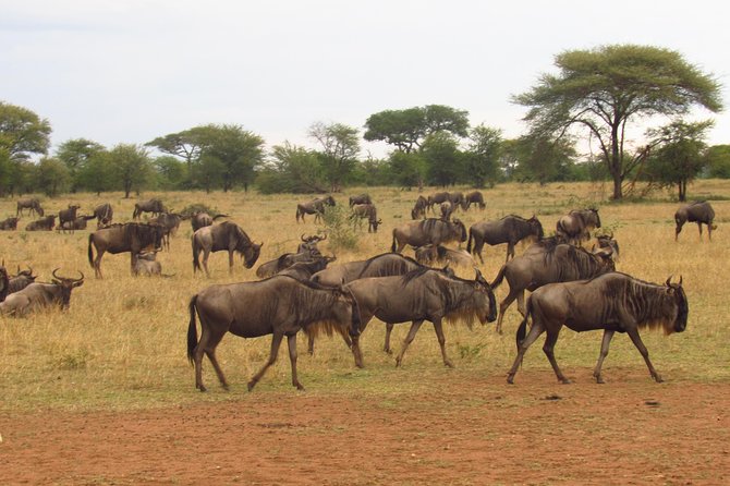 4-Day Masai Mara Big Five Safari - Arriving at camp and choosing your first afternoon