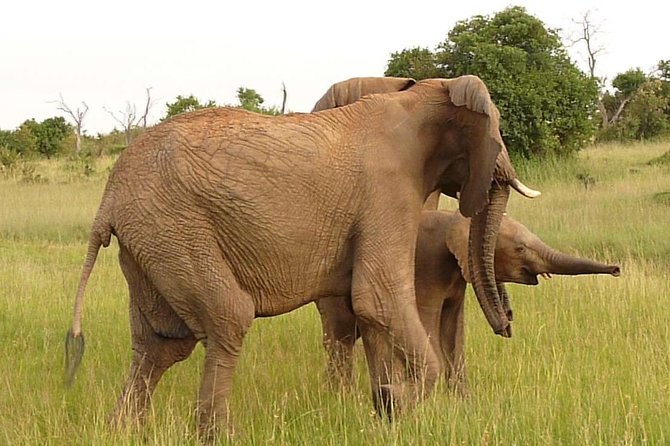 4-Day Masai Mara Big Five Safari - The camp, meals, and pace