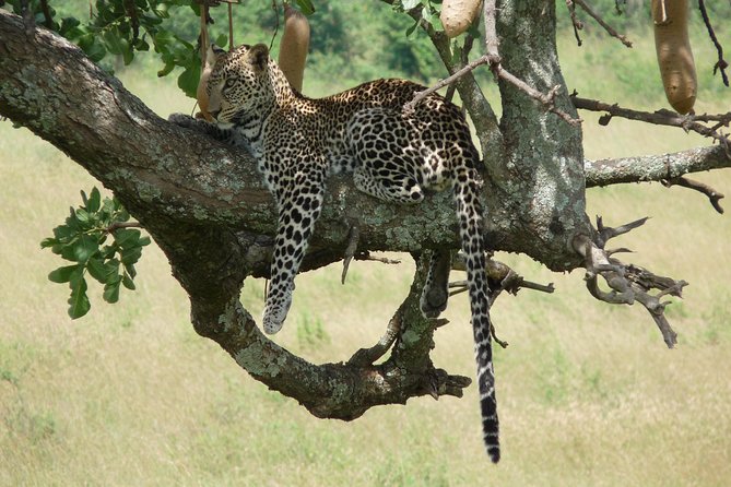 4-Day Masai Mara Big Five Safari - The return to Nairobi on day four