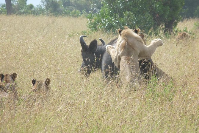 4-Day Masai Mara Big Five Safari - Is $1,093.75 a fair price?
