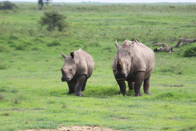 4-Day Masai Mara Big Five Safari - The first full safari day, from 6:30 am to 6:30 pm