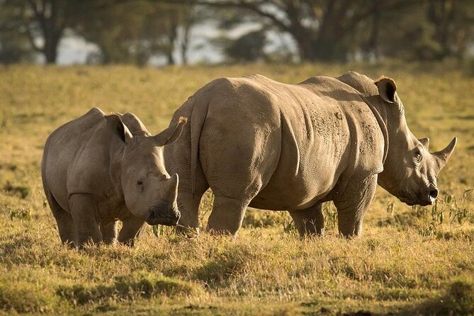 4-Day Masai Mara, L Naivasha and L Nakuru Safari - Accommodation choices and what the price buys