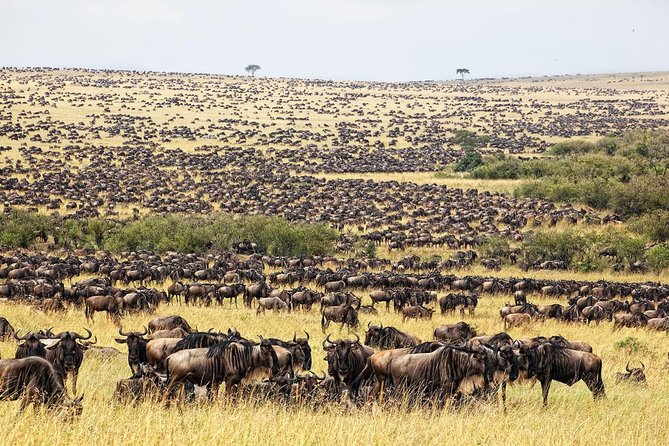 4 Day Masai Mara & Lake Nakuru Group Joining Camping Safari - Daily Departures - Rhinos, flamingos, and birds at Lake Nakuru