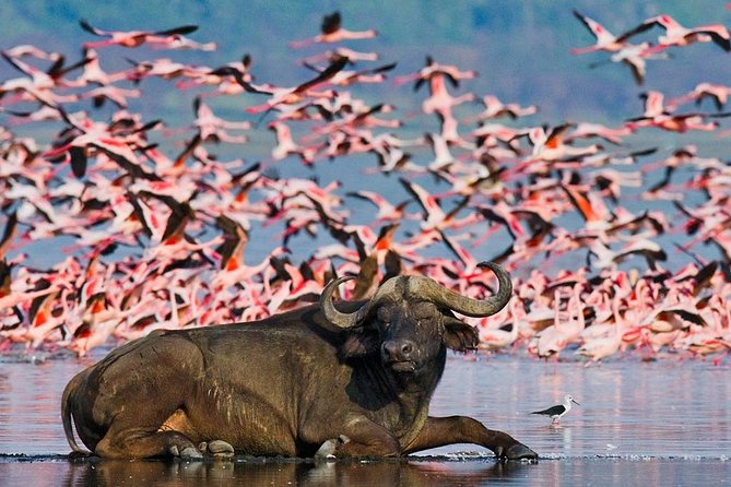 4 Day Masai Mara & Lake Nakuru Group Joining Camping Safari - Daily Departures - Camping, meals, and what the price covers