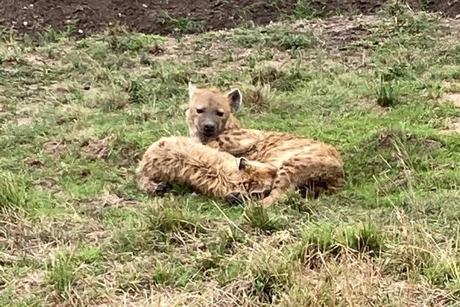 4-Day Masai Mara - Luxury Private safari (JEEP) - What the $2,020 price really covers