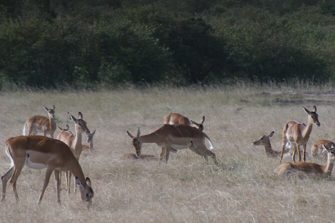 4-Day Masai Mara - Luxury Private safari (JEEP) - Booking details worth checking