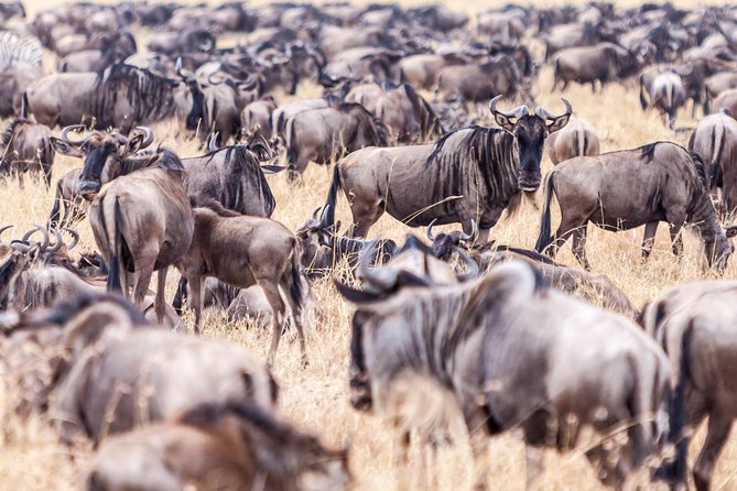 4-Day Masai Mara - Luxury Private safari (JEEP) - Day 2: a full search for the Big Five