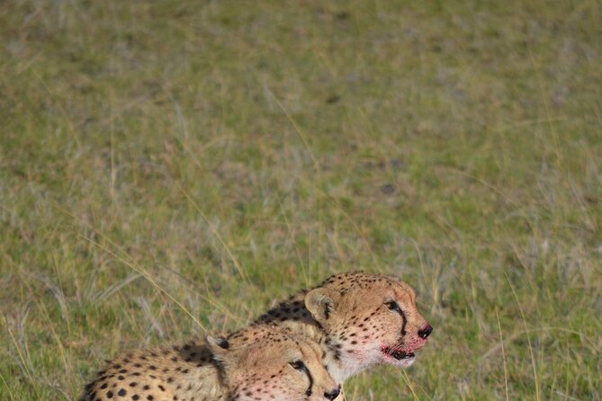 4 Day Private Lake Naivasha and Maasai Mara Safari Adventure - The Road To Maasai Mara On Day Two