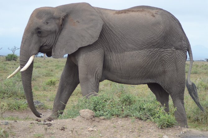 4 Day Private Masai Mara Flight Safari Tour from Nairobi - Why flying to the Mara changes the trip