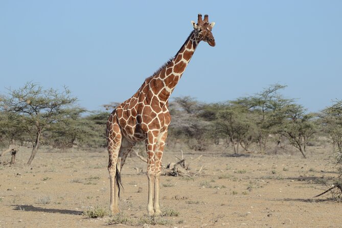4 Day Private Masai Mara Flight Safari Tour from Nairobi - Day 3: Flexible drives, Maasai culture, or a balloon morning