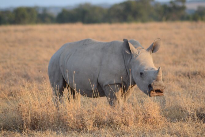 4 Day Private Masai Mara Flight Safari Tour from Nairobi - What the private vehicle adds