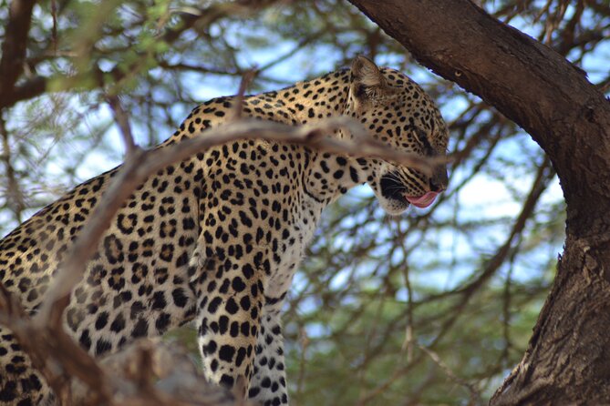 4 Day Private Masai Mara Flight Safari Tour from Nairobi - Meals, accommodation, and what all-inclusive really covers