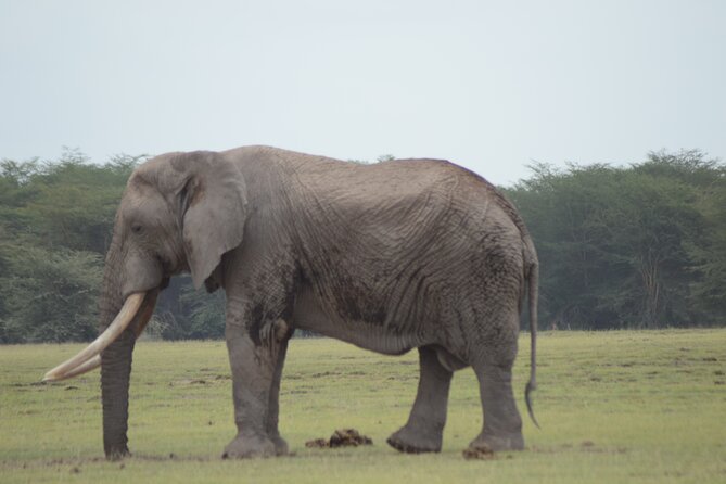 4 Day Private Masai Mara Flight Safari Tour from Nairobi - How the timing affects wildlife and comfort