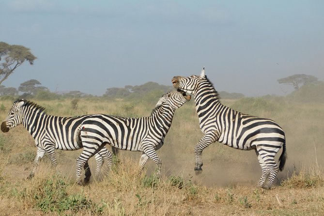 4 Day Private Masai Mara National Reserve & Lake Nakuru National Park Safari - Day three: the main Masai Mara safari day