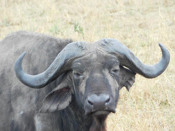 4 Day Private Masai Mara National Reserve & Lake Nakuru National Park Safari - Nairobi pickup and the Great Rift Valley views