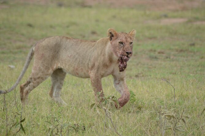 4-Day Safari to Tsavo and Amboseli from Diani Beach - Day 1: Tsavo West and the search for rhinos