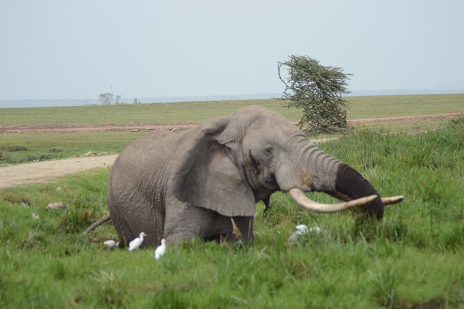 4-Day Safari to Tsavo and Amboseli from Diani Beach - Day 3: Sunrise in Amboseli, then east to Tsavo