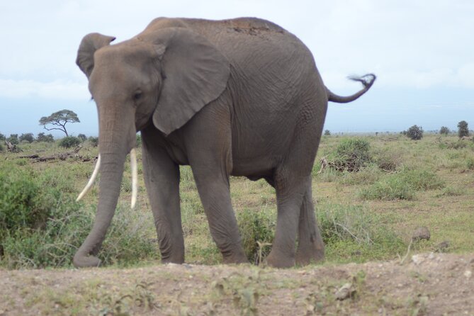4-Day Safari to Tsavo and Amboseli from Diani Beach - Day 2: Mzima Springs before Amboseli
