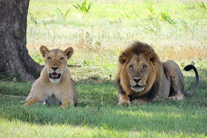 4-Day Tour in Lake Nakuru, Lake Naivash, Masai Mara from Nairobi - Day 1: Lake Naivasha by boat and Crescent Island on foot