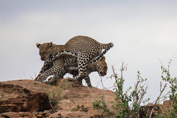 4-Day Tour in Lake Nakuru, Lake Naivash, Masai Mara from Nairobi - The Lake Nakuru question you should settle first