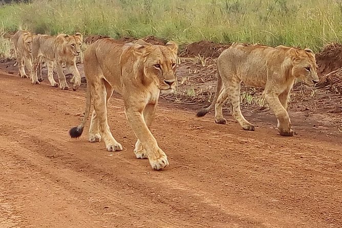 4-Day Tsavo East West and Amboseli National Park from Mombasa - What this four-day route really gives you