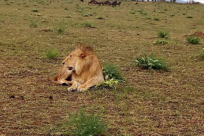 4-Day Tsavo East West and Amboseli National Park from Mombasa - Lodges, meals, and the comfort question