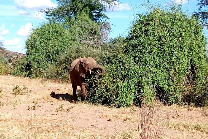 4-Day Tsavo East West and Amboseli National Park from Mombasa - Why the private guide matters
