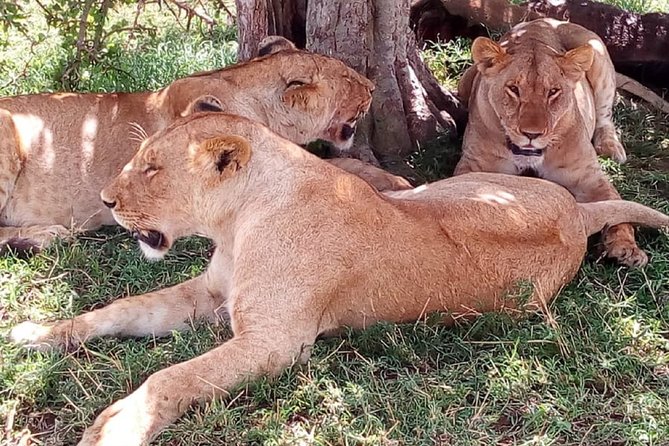 4-Day Tsavo East West and Amboseli National Park from Mombasa - What the price includes, and what it does not promise