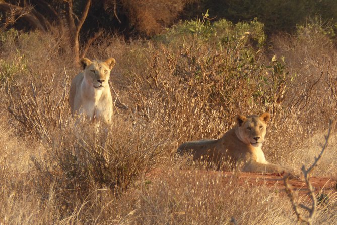 4-Day Tsavo East West and Amboseli National Park from Mombasa - Tsavo East and the red elephants near Aruba Dam