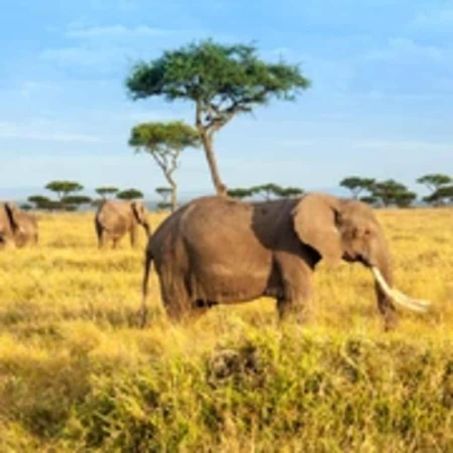 4 Days 3 Nights Masai Mara, L.Nakuru Jeep. - Why this four-day route works